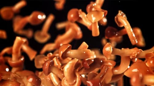Honey Mushrooms Flying on Black Background in Slow Motion