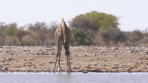 A giraffe spreads out to drink in a watering hole in Etosha National Park Namibia