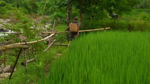 A fixed shot of a man carrying a large wooden backpack walks along narrow path beside lush green