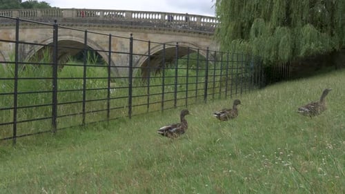 Low angle of ducks walking on grass with bridge and willow tree as backdrop.
