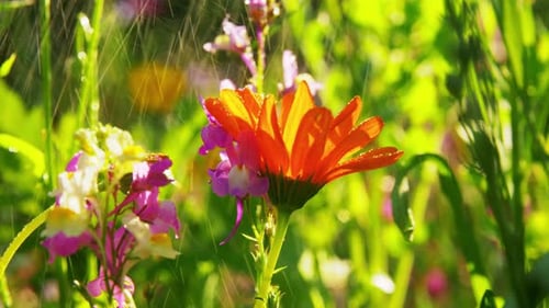 Gardening, Botany and Flora Concept - Beautiful Field Flowers in Summer Garden Beautiful