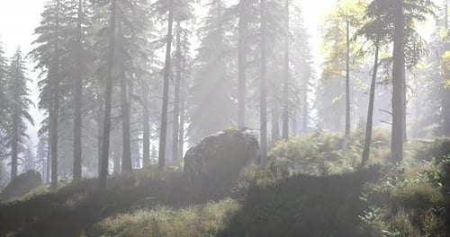 Misty Forest Landscape with Sunlight Filtering Through Tall Trees