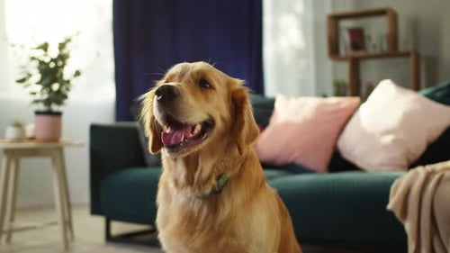 Golden Retriever Sitting Pretty in Bright Home