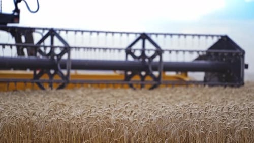 Combine Harvester Cutting Wheat. Harvester machine harvest wheat during work in field