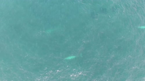 Whales Swimming in the Turquoise Ocean, Aerial View