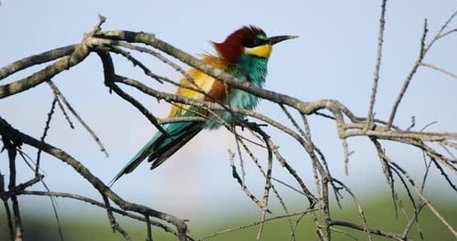 European bee eater (Merops apiaster), perched on a tree. The Camargue, Southern France.