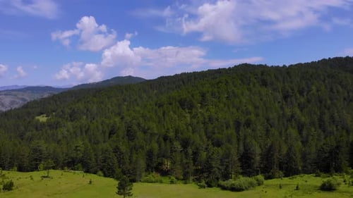 Pine trees fairy forest surrounded by grassy meadows. Trees pattern. Wonderful green mountain in sum