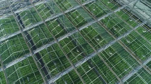 Invernadero desde el ángulo alto, muchas plantas en el interior, toma aérea