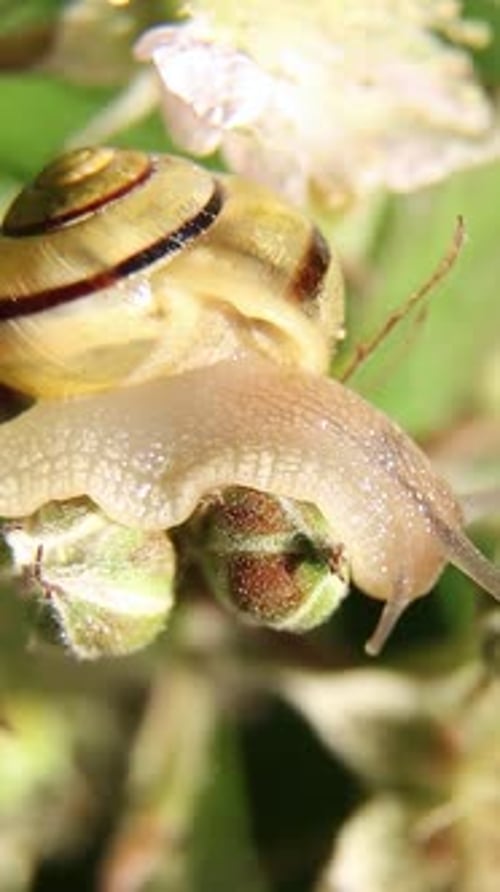 Snail Crawling on Green Buds in Nature