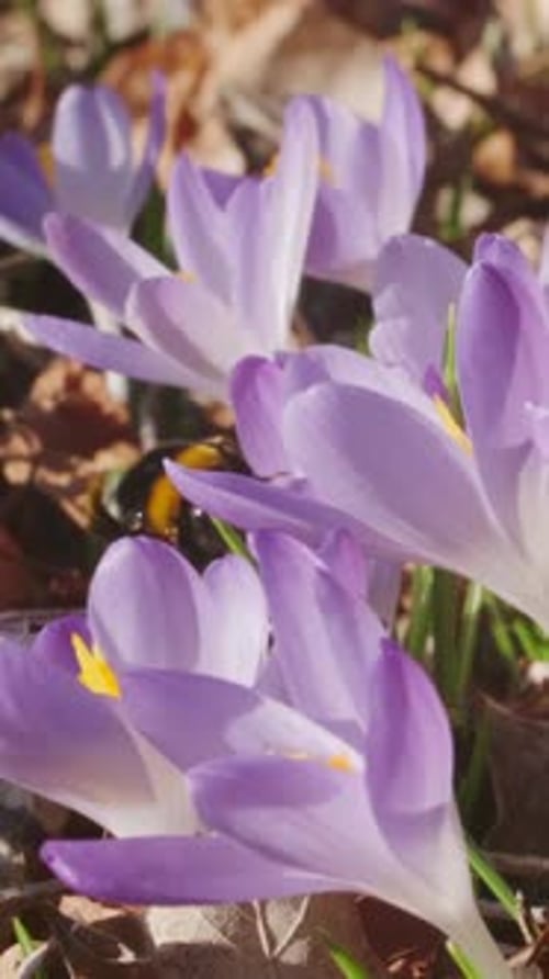 Flowering crocus spring flowers