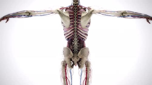 Detailed 3D Female Human Anatomy System Rotation