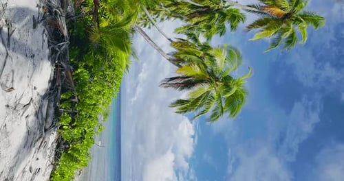 Tropical Beach with Palms on Island Summer and Tropical Vacation Concept