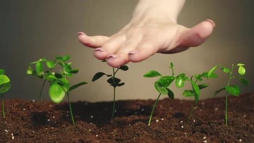Plant Cultivation Earth Day Hand Seedlings Set 2
