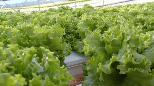 Fresh Green Lettuce Growing in a Greenhouse
