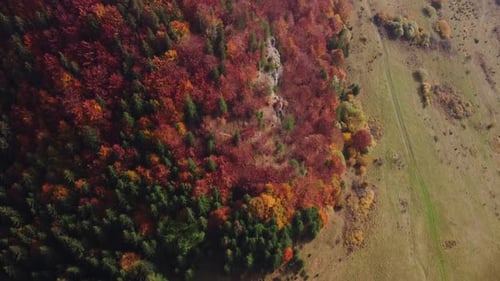 Aerial Drone View Over Autumn Forest of the Carpathian mountainsColorful Trees in the Wood