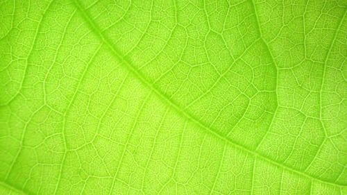 A close-up macro shot of a green leaf reveals intricate vein patterns.