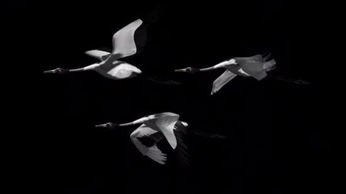 Crane HD