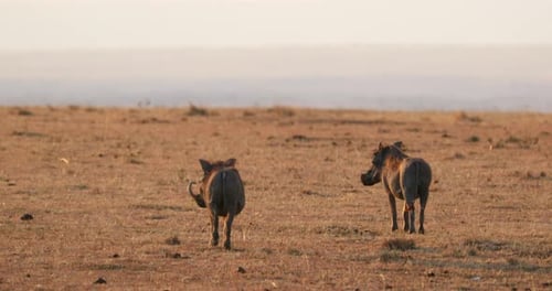 Warthogs Standing In The Savannah At Maasai Mara National Reserve In Kenya, Africa. - wide shot