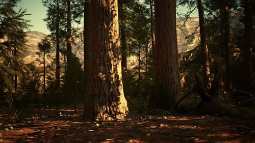 Giant Sequoias Forest of Sequoia National Park in California Mountains
