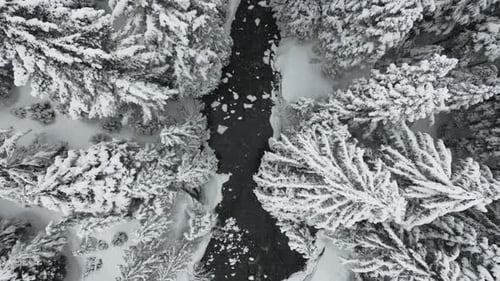Birds Eye View of Snow Covered Forest River