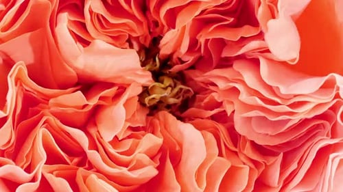 Wunderschöne rosafarbene Rose auf weißem Hintergrund Blütenblätter einer blühenden rosafarbenen Rosenblüte Nahaufnahme öffnen