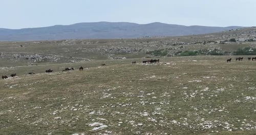 Epische Luftaufnahme über einer großen Herde wilder Pferde, die in wilder Natur galoppieren und Zeitlupe durch