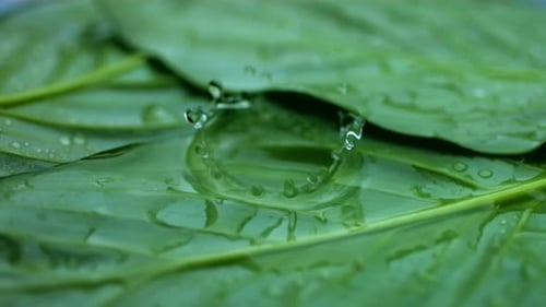 Wassertropfen fallen in Zeitlupe auf grünes Blatt und fangen die Schönheit der Natur ein