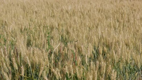 Weizenfelder. Reifer Weizen. Es ist Zeit für die Ernte.