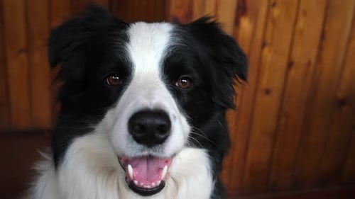 Funny Portrait of Puppy Dog Border Collie Indoors