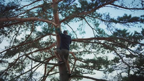 Junger, starker, gutaussehender Mann klettert auf eine hohe Kiefer in einem Wald. Er klettert sehr hoch. Mutiger Mann