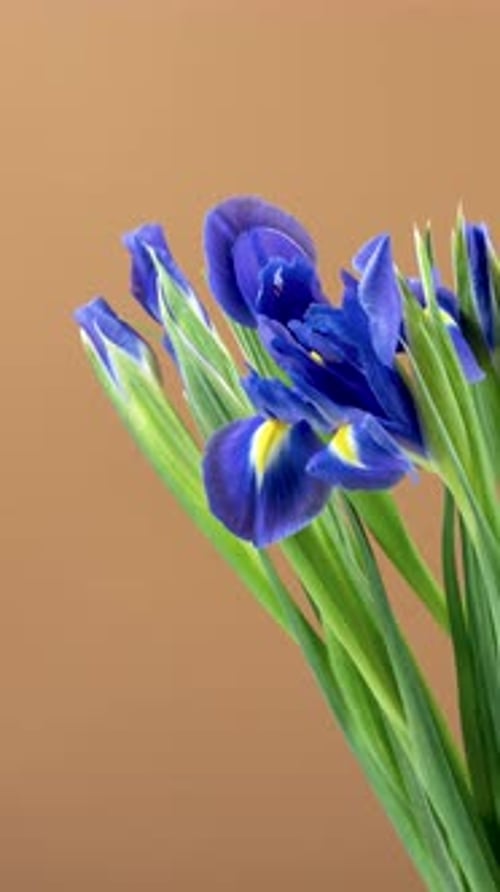 Blue Irises Blossoming in Beautiful Time Lapse