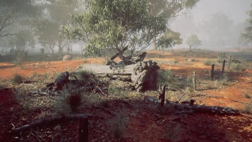 Misty Outback Landscape with Gum Trees and Red Earth