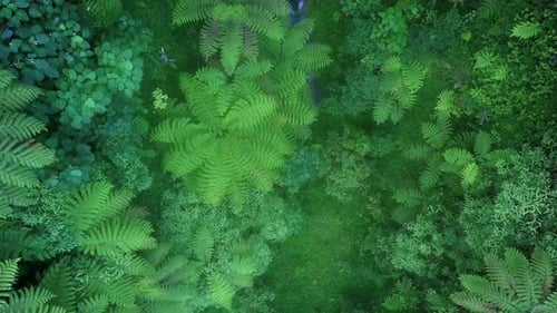 Lush green exotic paradise tropical rainforest jungle from above, drone shot of ferns in mystical