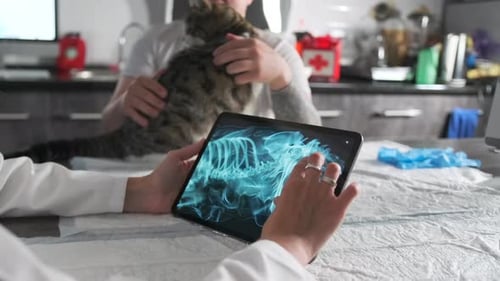 Close-up das mãos de uma veterinária mostrando raio-x perto da dona do gato na clínica veterinária