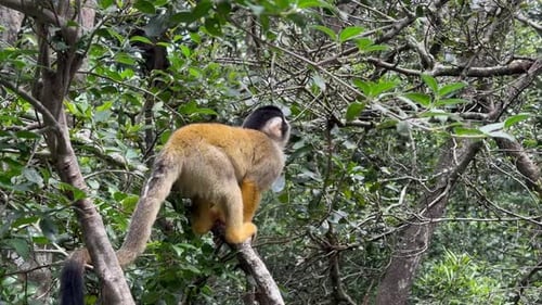Singe-écureuil bolivien sur une branche d'arbre.