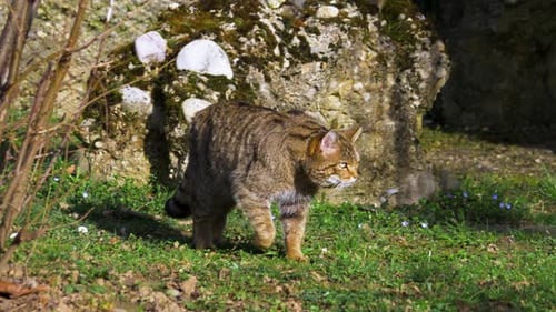 close up of big cat walking, european wildcat (Felis silvestris silvestris) walking in green grass i