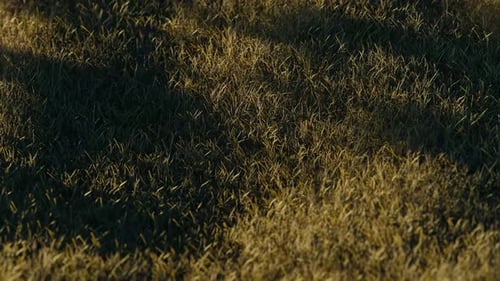 Sphere on Grass Grass 3d Loop Animation