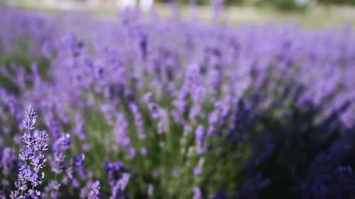 Lavender Field Close Up Blooming Flowers