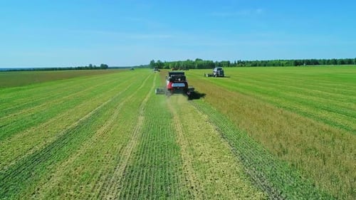Aerial of Combines Working in the Field Harvesting Crops Gathering Season