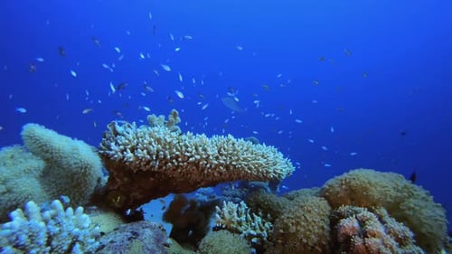 Coral reef and fishes in clear blue ocean