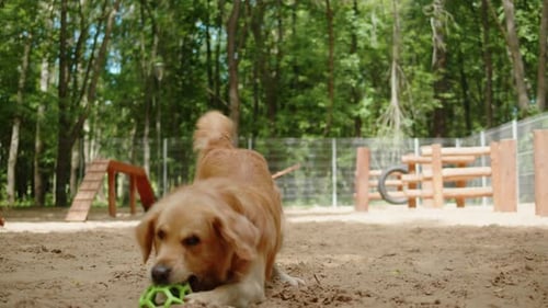 Golden Retriever spielt mit Ball auf dem Spielplatz Labrador trainiert mit Spielzeug im Hundetrainingsbereich