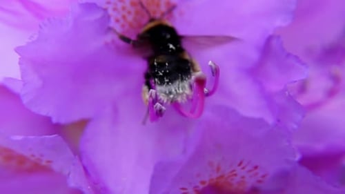 Bumblebee collects pollen on purple flower