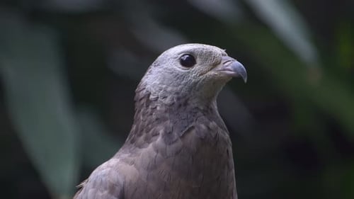 closeup, The crested eagle is a bird of prey belonging to the Accipitridae family. Located on a tree