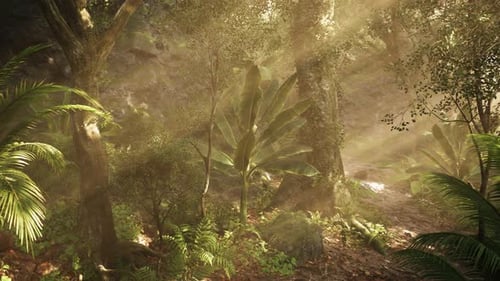 Sunlight Through Jungle Trees with Misty Atmosphere and Flowing Water