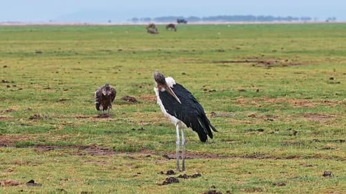Large African marabou wading bird stands in the middle of a swampy area