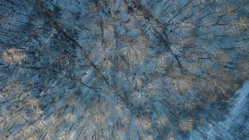 Aerial flight through snowy winter trees with a view of the mountains