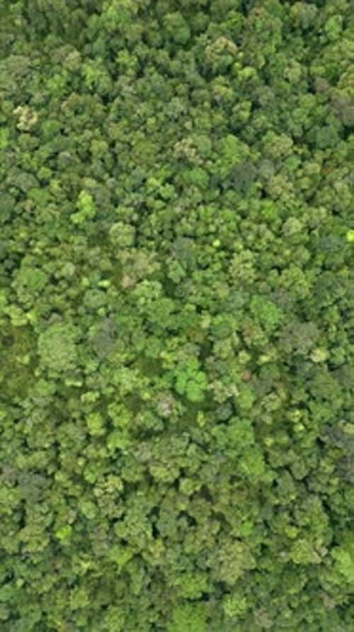 Top View of a Dense Tropical Rainforest in Thailand