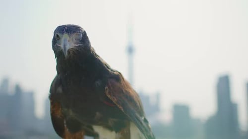 Close up of a Golden Eagle in a city
