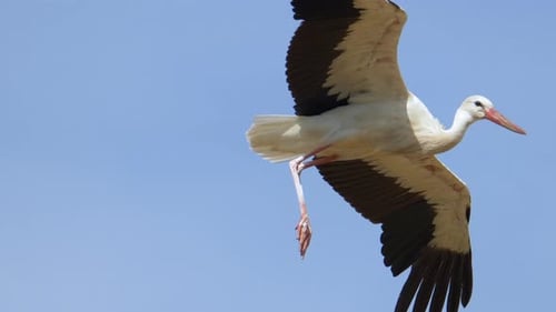 Majestic White Stork in flight against blue sky. Sunny day in Switzerland. Tracking close up shot.