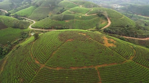 Aerial Footage of Green Tea Farming Across Hills in the Countryside of Northern Vietnam